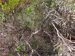 Imagem de Protea longifolia Andr.