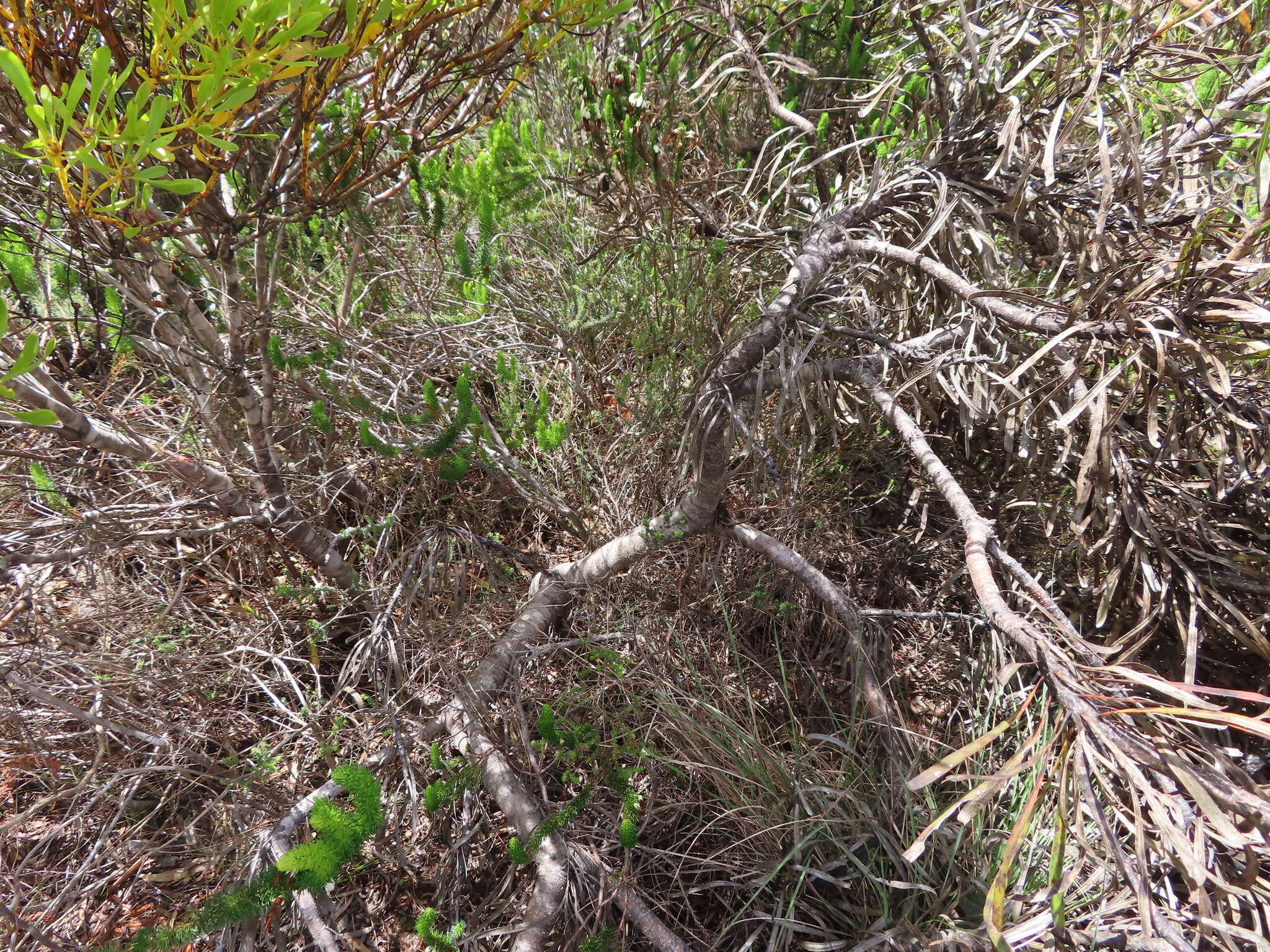 Imagem de Protea longifolia Andr.