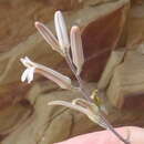 Image of Haworthiopsis viscosa var. viscosa