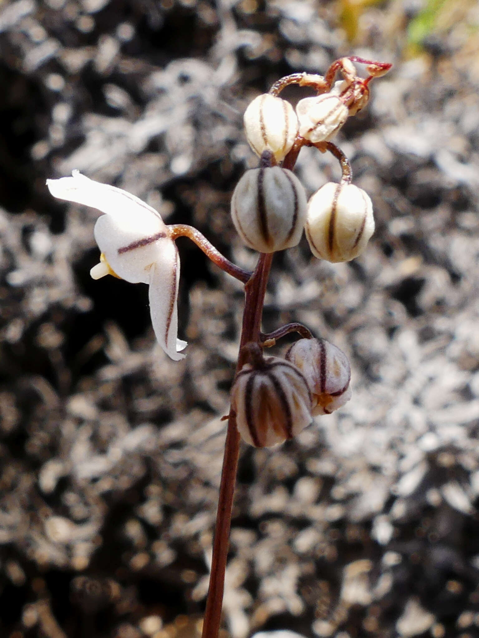 Image of Drimia albiflora (B. Nord.) J. C. Manning & Goldblatt