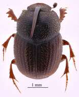 Image of Caccobius (Caccophilus) obtusus (Fahraeus 1857)