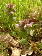 Image of purple archangel