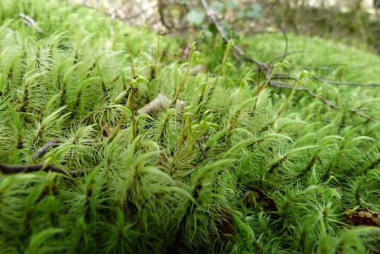 Слика од Dicranoloma plurisetum C. Müller ex Dixon 1913