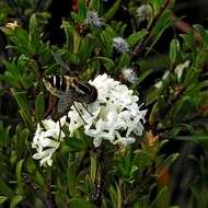 Image of Pimelea linifolia subsp. linifolia