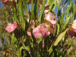 Image de Dodonaea viscosa subsp. angustifolia (L. fil.) J. G. West