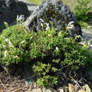 Image of sawleaf bush penstemon