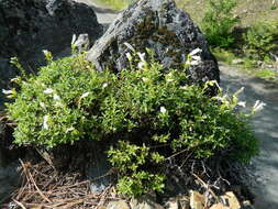 Слика од Penstemon fruticosus var. serratus (Keck) Cronq.