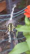 Image of Black-and-Yellow Argiope