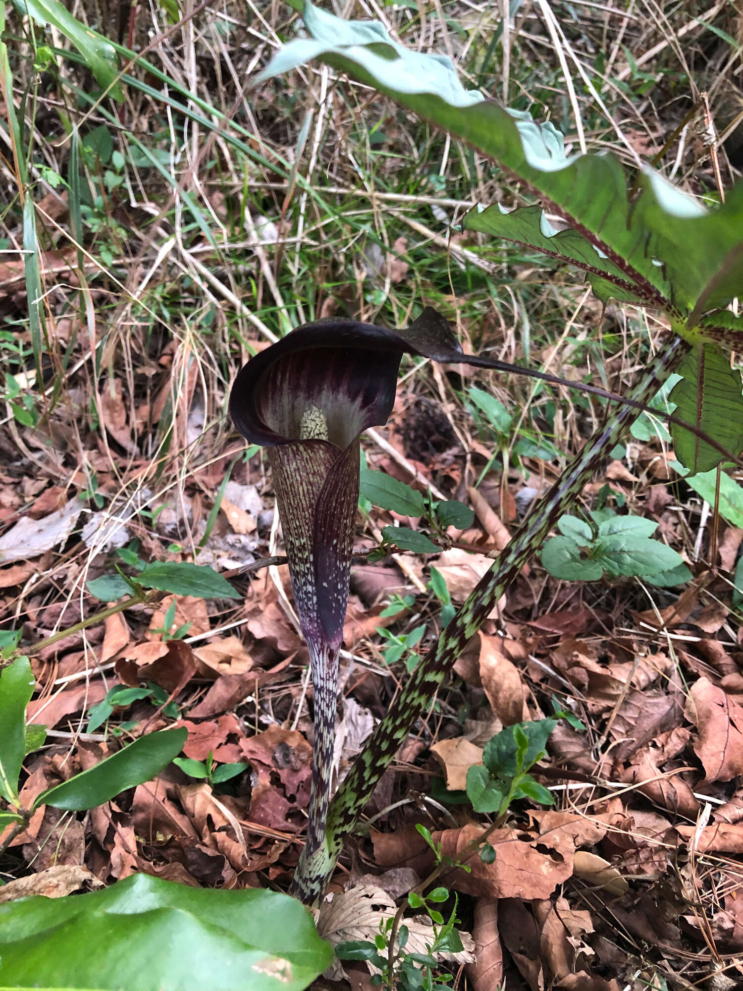 Arisaema taiwanense var. taiwanense的圖片