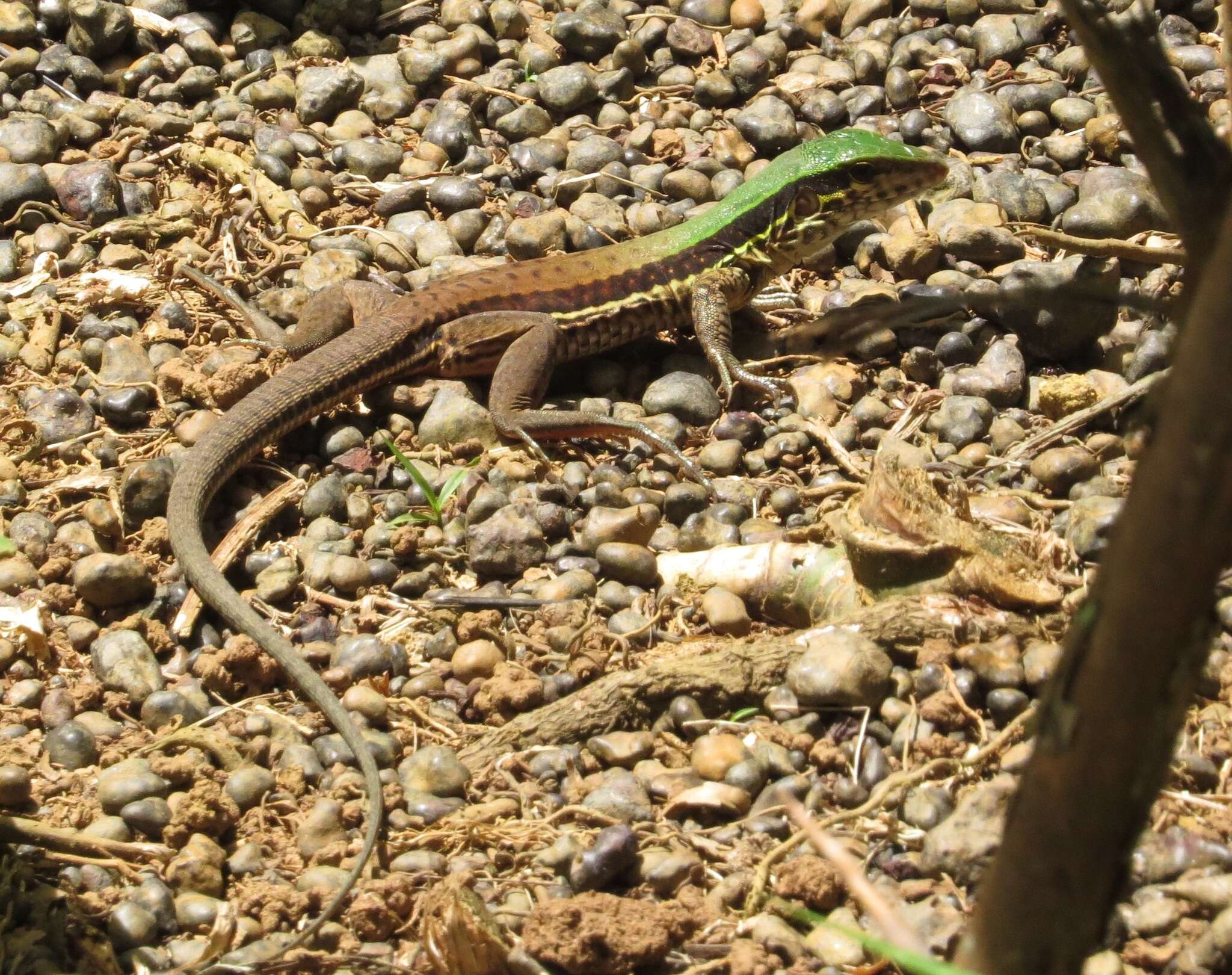 Image of Amazon Racerunner