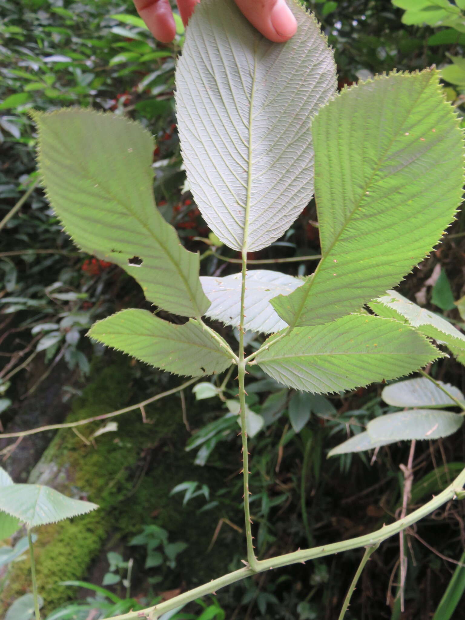 Imagem de Rubus boliviensis Focke