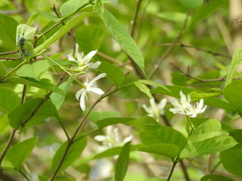 Image of Wrightia tinctoria R. Br.