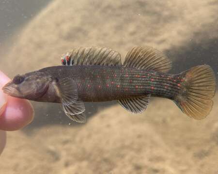 صورة Etheostoma vulneratum (Cope 1870)