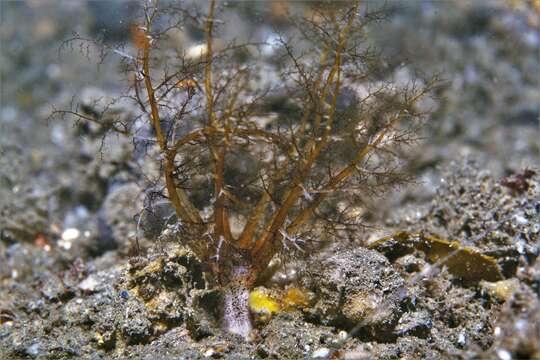 Image of Large Burrowing Sea Cucumber