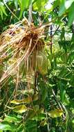 Imagem de Tacca leontopetaloides (L.) Kuntze