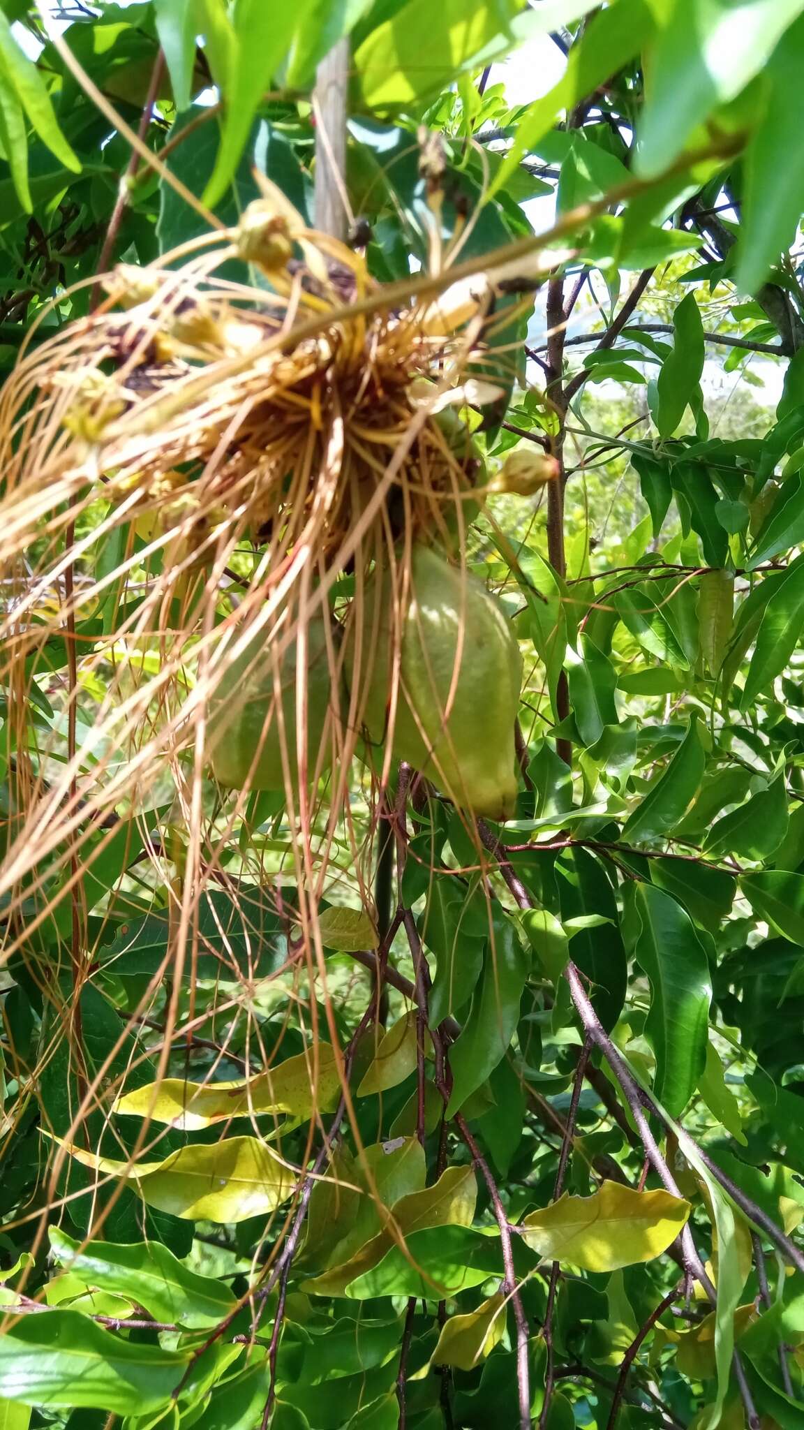 Tacca leontopetaloides (L.) Kuntze resmi