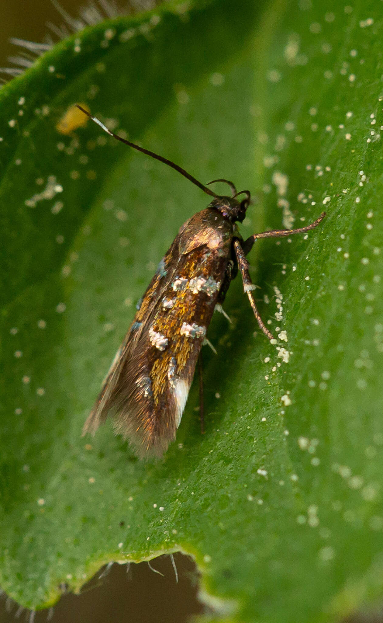 Image de Pancalia leuwenhoekella Linnaeus 1758