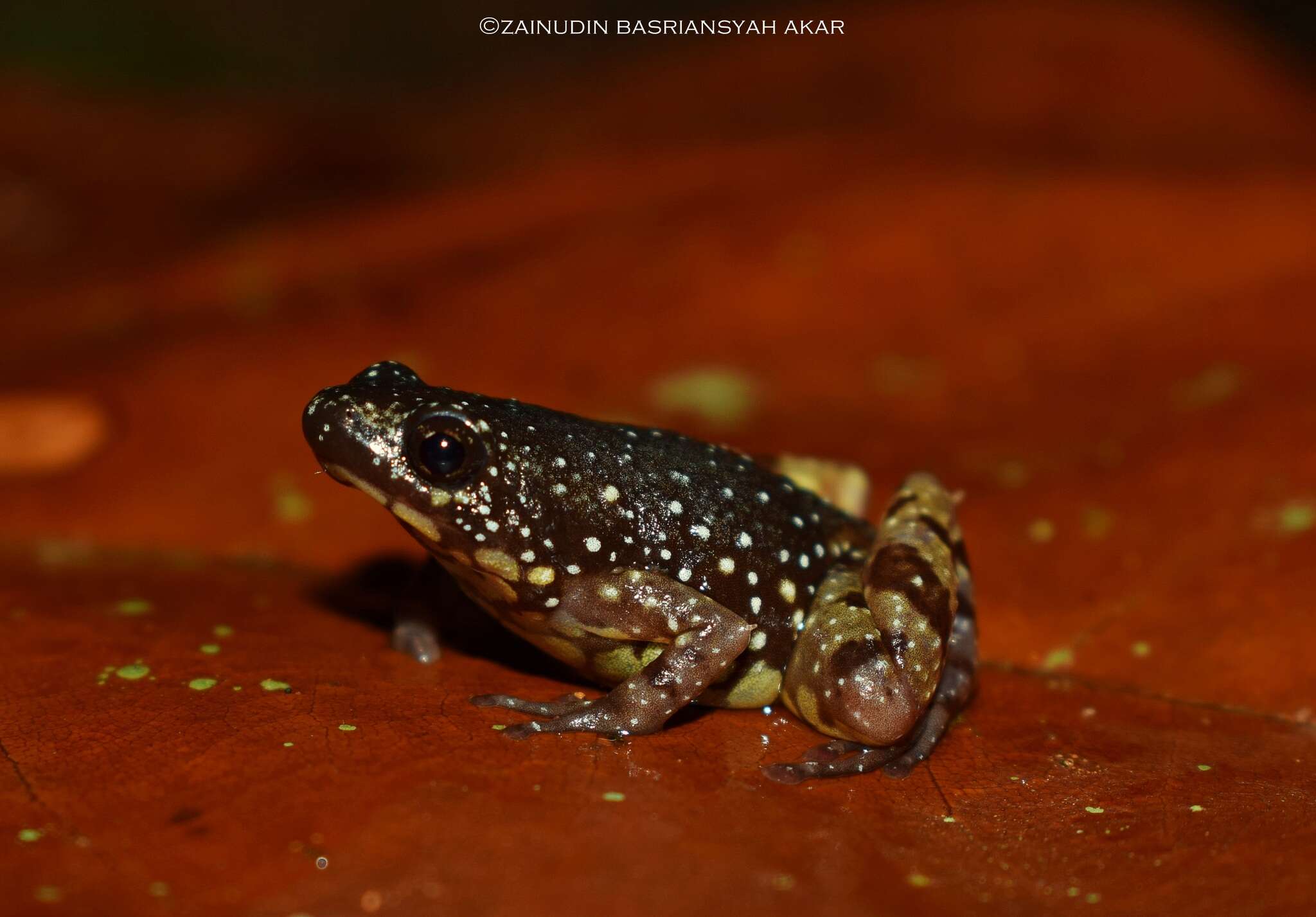 Image de Chaperininae Peloso, Frost, Richards, Rodrigues, Donnellan, Matsui, Raxworthy, Biju & Lemmon et al. 2016