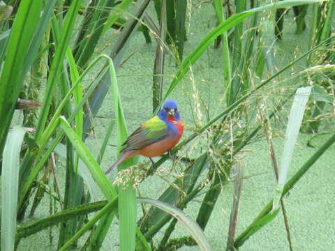 Image of Painted Bunting