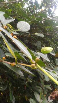 Ficus tinctoria Forst. fil. resmi