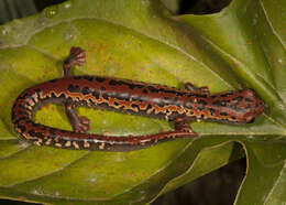 Imagem de Bolitoglossa mexicana Duméril, Bibron & Duméril 1854