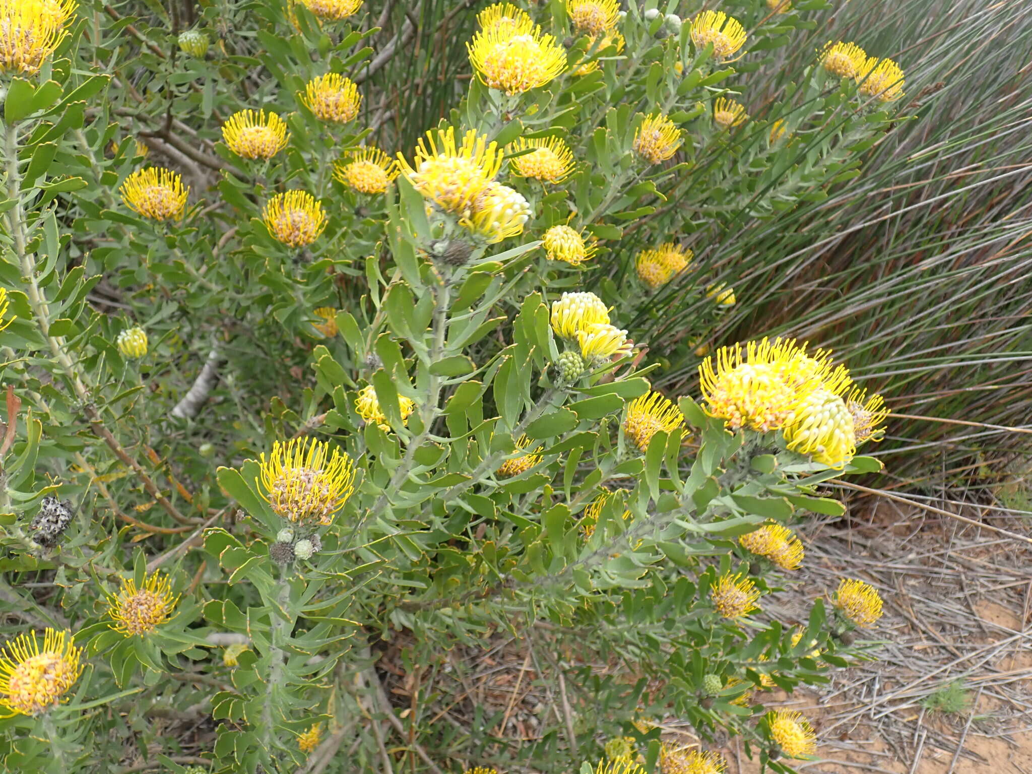 Plancia ëd Leucospermum muirii Phillips