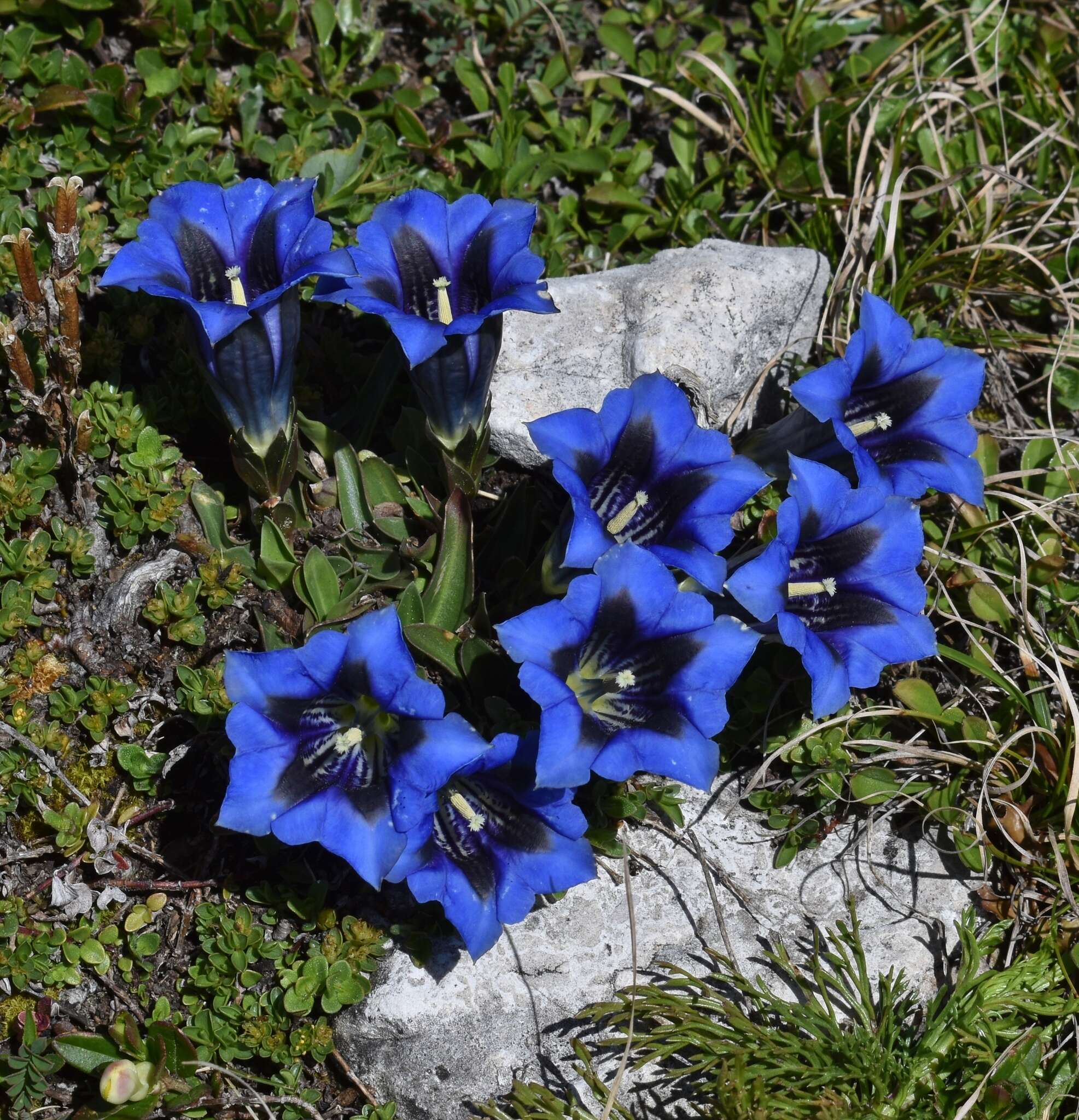 Image of Gentiana digenea Jakow.