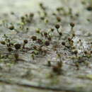 Image of needle lichen