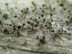 Image of needle lichen