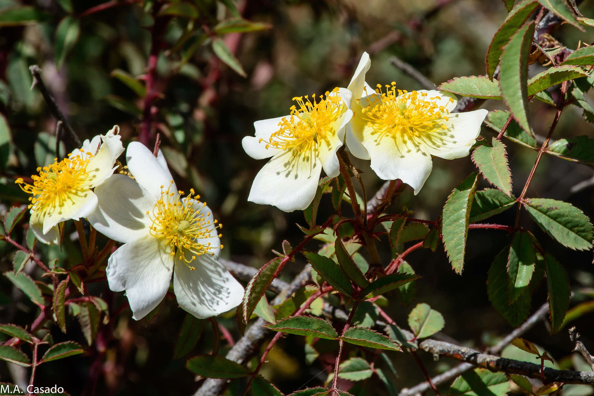 Sivun Rosa abyssinica R. Br. kuva