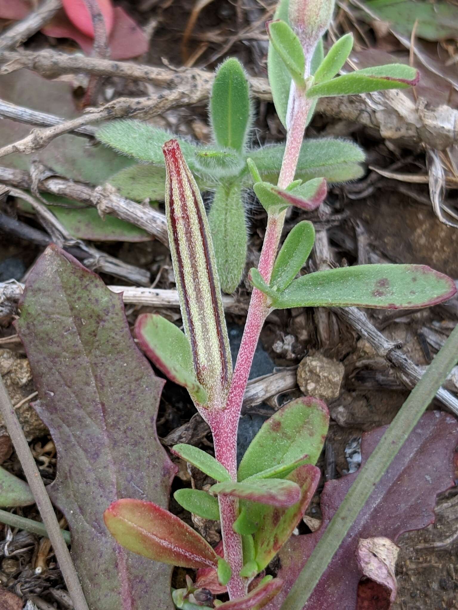 Plancia ëd Clarkia prostrata H. & M. Lewis