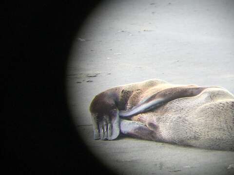 Image of Guadalupe Fur Seal