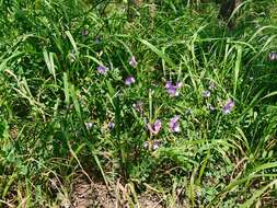 Image of Vicia bungei Ohwi