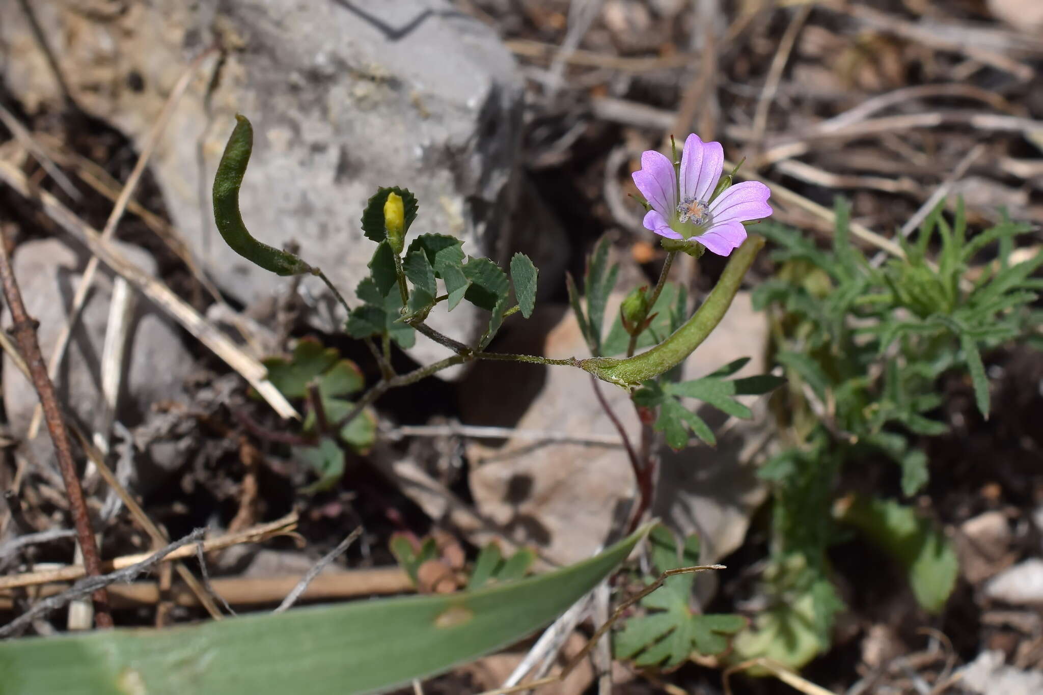 Medicago medicaginoides (Retz.) E. Small的圖片