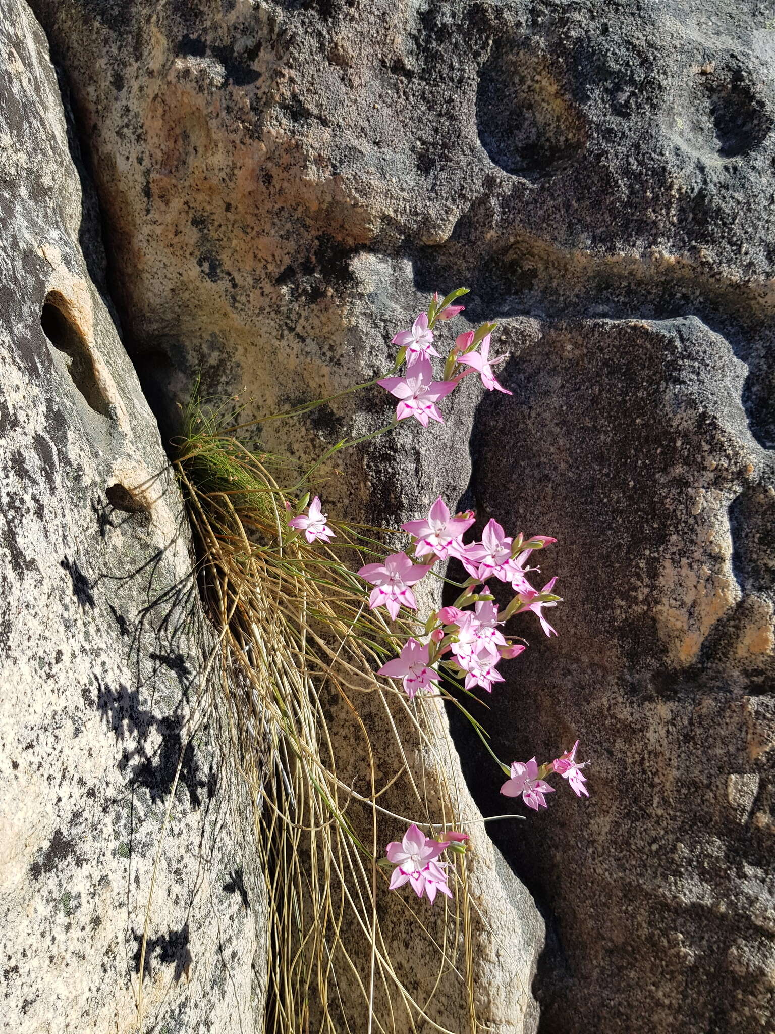 Image of Gladiolus cylindraceus G. J. Lewis