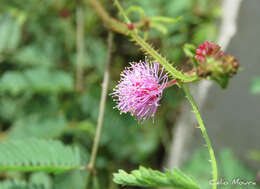 Sivun Mimosa quadrivalvis var. leptocarpa (DC.) Barneby kuva