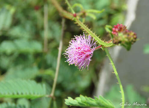 Image of Mimosa quadrivalvis var. leptocarpa (DC.) Barneby