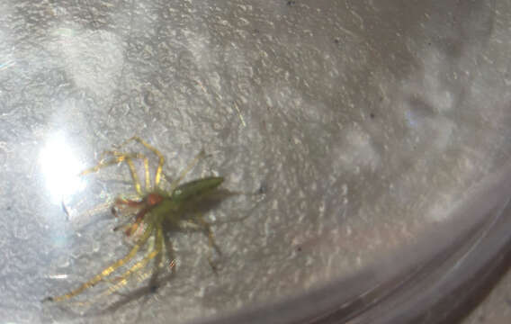 Image of Magnolia Green Jumper