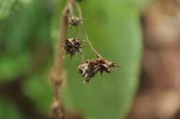 Plancia ëd Lippia myriocephala Schltdl. & Cham.