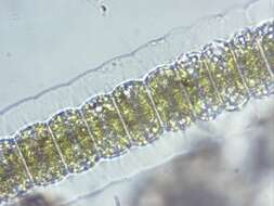 Imagem de Desmidium grevillei