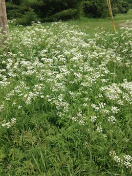 Image of Cow Parsley