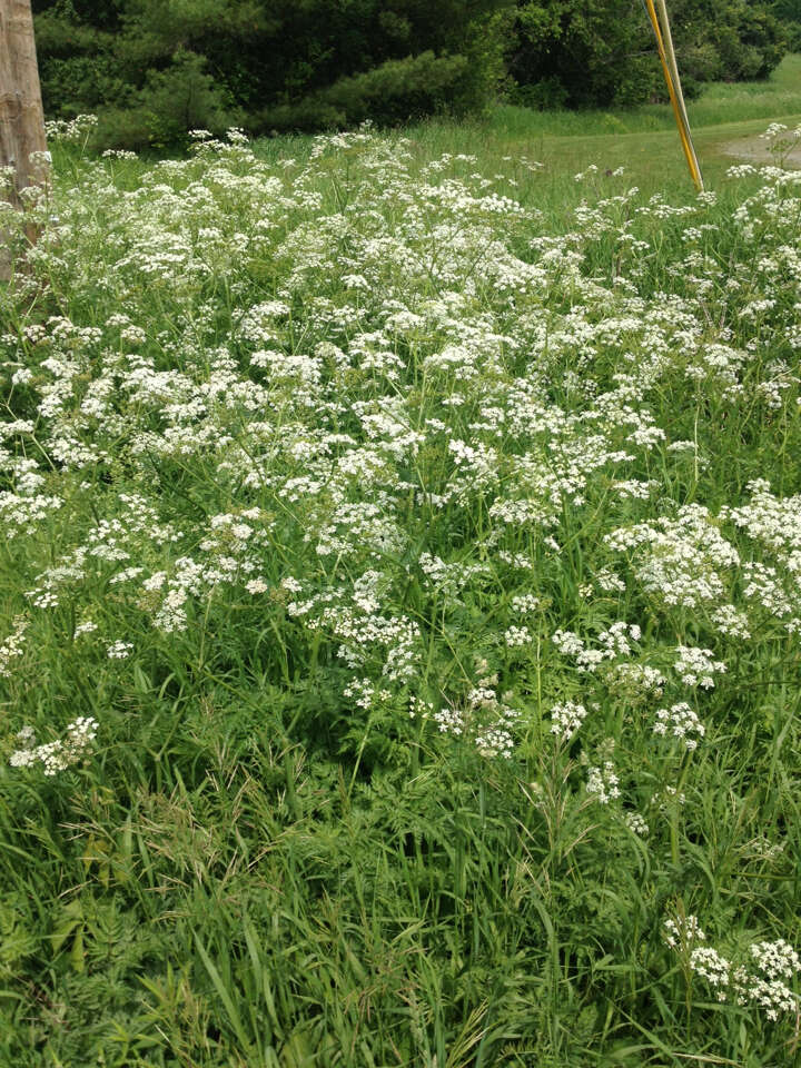 Imagem de Anthriscus sylvestris (L.) Hoffm.