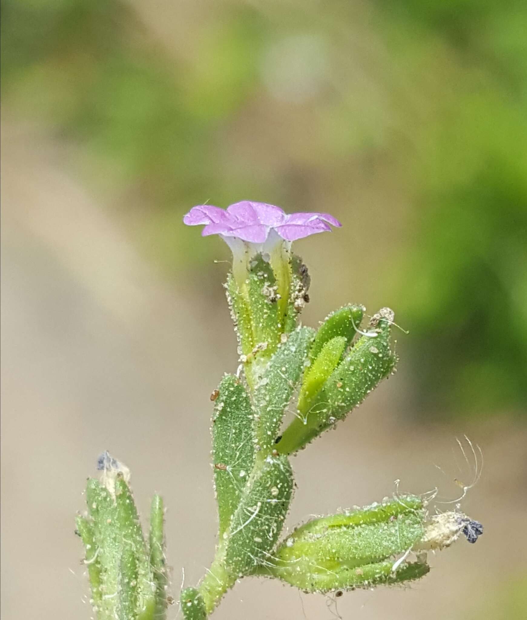 Image of seaside petunia