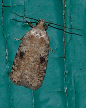 Image of Agonopterix propinquella Treitschke 1835