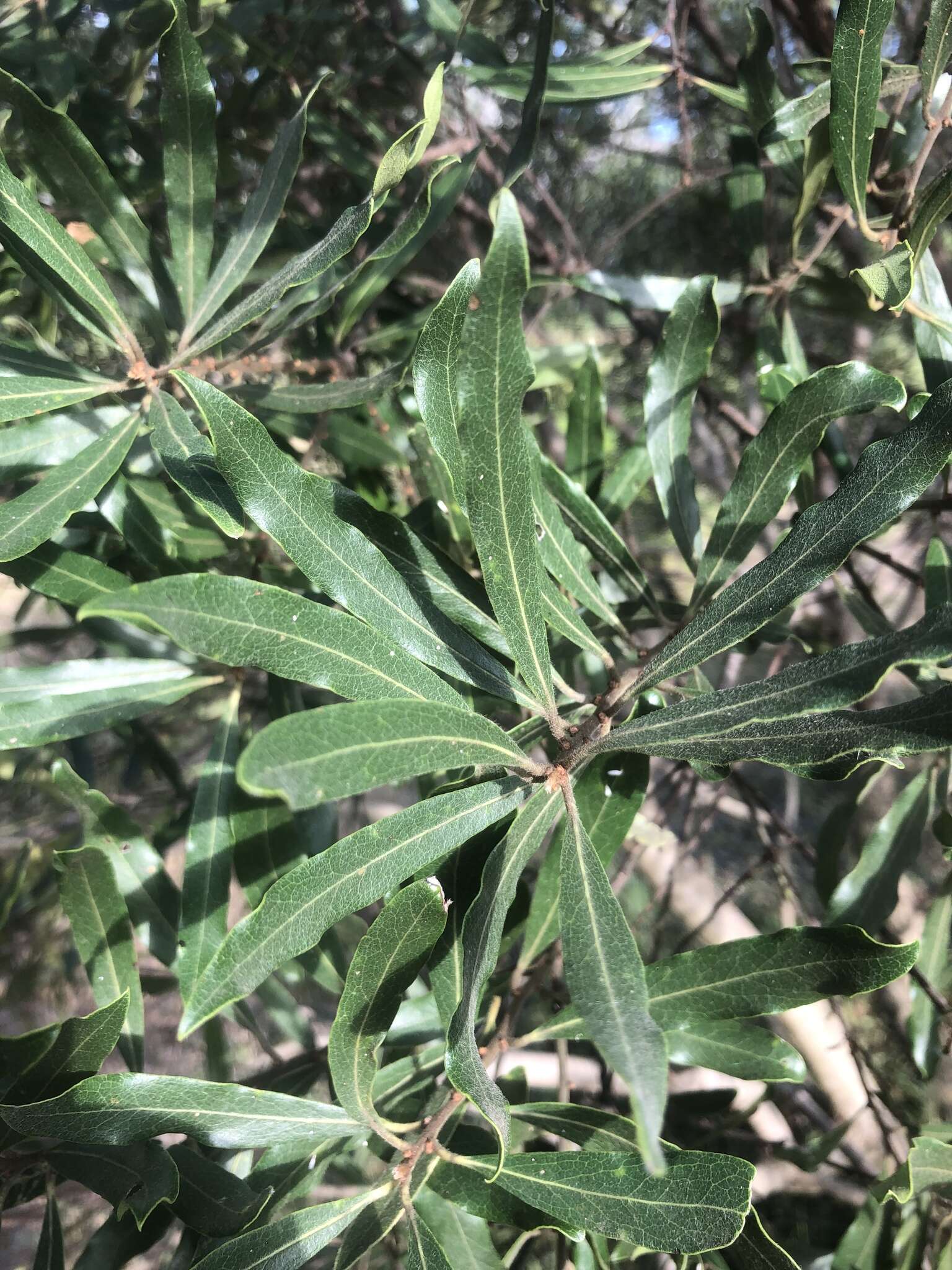 Sivun Euclea natalensis subsp. angustifolia F. White kuva