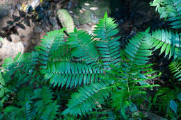 Image of Angiopteris fokiensis Hieron.