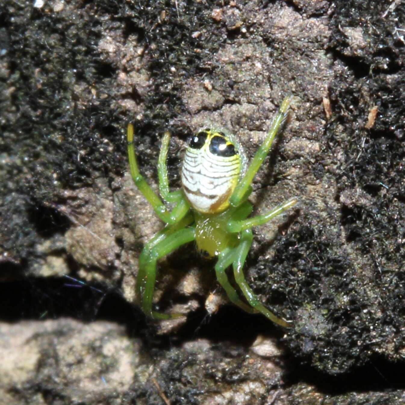 Image of Bijoaraneus praesignis (L. Koch 1872)