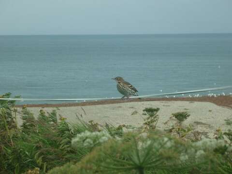 Image of Pechora Pipit