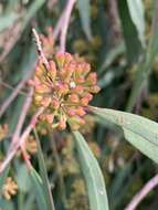 Image of river peppermint gum