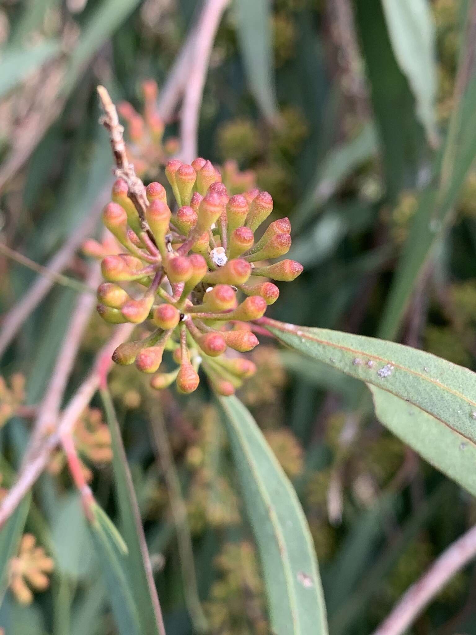 Sivun Eucalyptus elata Dehnh. kuva